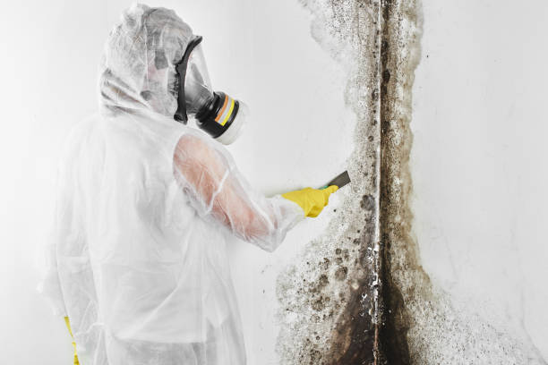 Best Black Mold Removal  in Clendon, AR