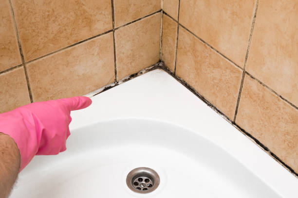Best Fast Mold Removal  in Clendon, AR